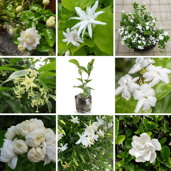 Set 3 White Fragrant Jasmine Plants Indoor and Ourdoor Gardening, Jasmine Plants Live 4-8 Inches Starter