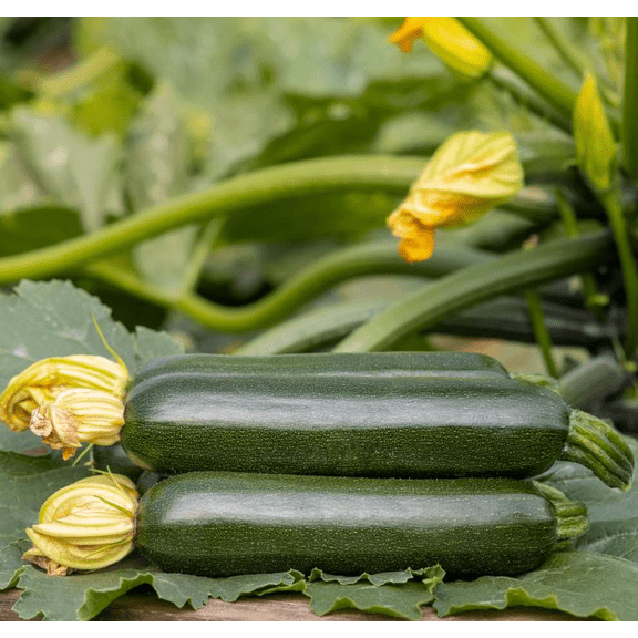 Set 3 of Cauliflower Plants Live Vegetable Plants, 3 Plants per Pot 4-6 Inc Tall in 4 Inc Pot, Cauliflower Live Plants Gardening