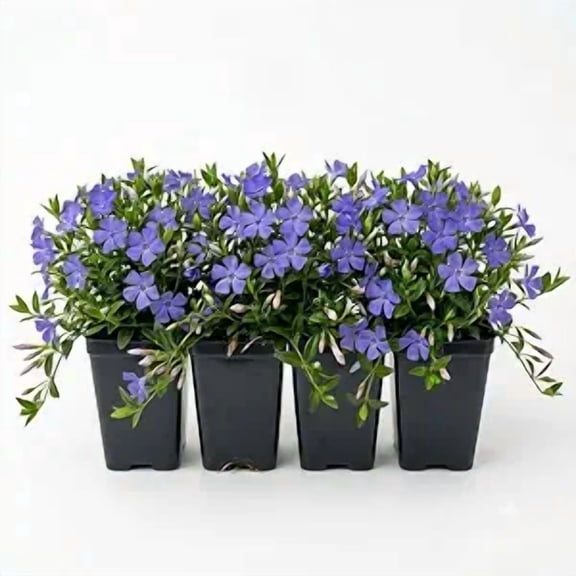 Set 4 Blue Vinca Plants for Ground Cover Plants, Creeping Myrtle Periwinkle Vinca Vine Flowering Plant 6-12" Tall 4" Pot