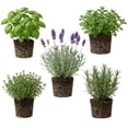 thumbnail image 1 of Set 4 Fresh Herb Plants, Fragrant Culinary Herb Collection 3-6 Inch Kitchen and Garden, Assorted Varieties, Bare Root, 1 of 6