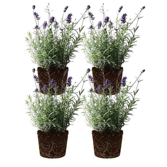 Set 4 Lavender Plants Live, Lavandula Perennial Well Rooted Plants, Fragrant Perennial 4-8" Height For Planting (Purple Lavender)