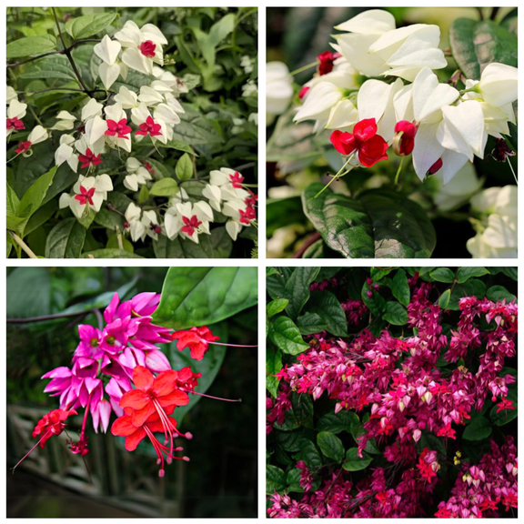 Set 4 Mix Bleeding Heart Clerodendrum Live Plants, Clerodendrum Bleeding Heart Vine Plants 4 to 6 Inc Tall for Home Garden