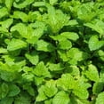 thumbnail image 1 of Set 4 Mojito Mint Plants, 4 to 7 Inch Tall Fresh Herb Starter Plant, Without Pot, Mint Live Plant for Patio and Garden, Culinary Herbs Fragrant Leaves, 1 of 5