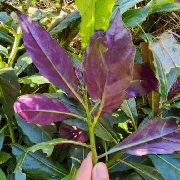 Set 4 Okinawan Spinach Live Starter Plant, Edible Tropical Purple Spinach, Live Starter Plants for Sallad, Vegetable Plants, Planting Vegetables Outdoor