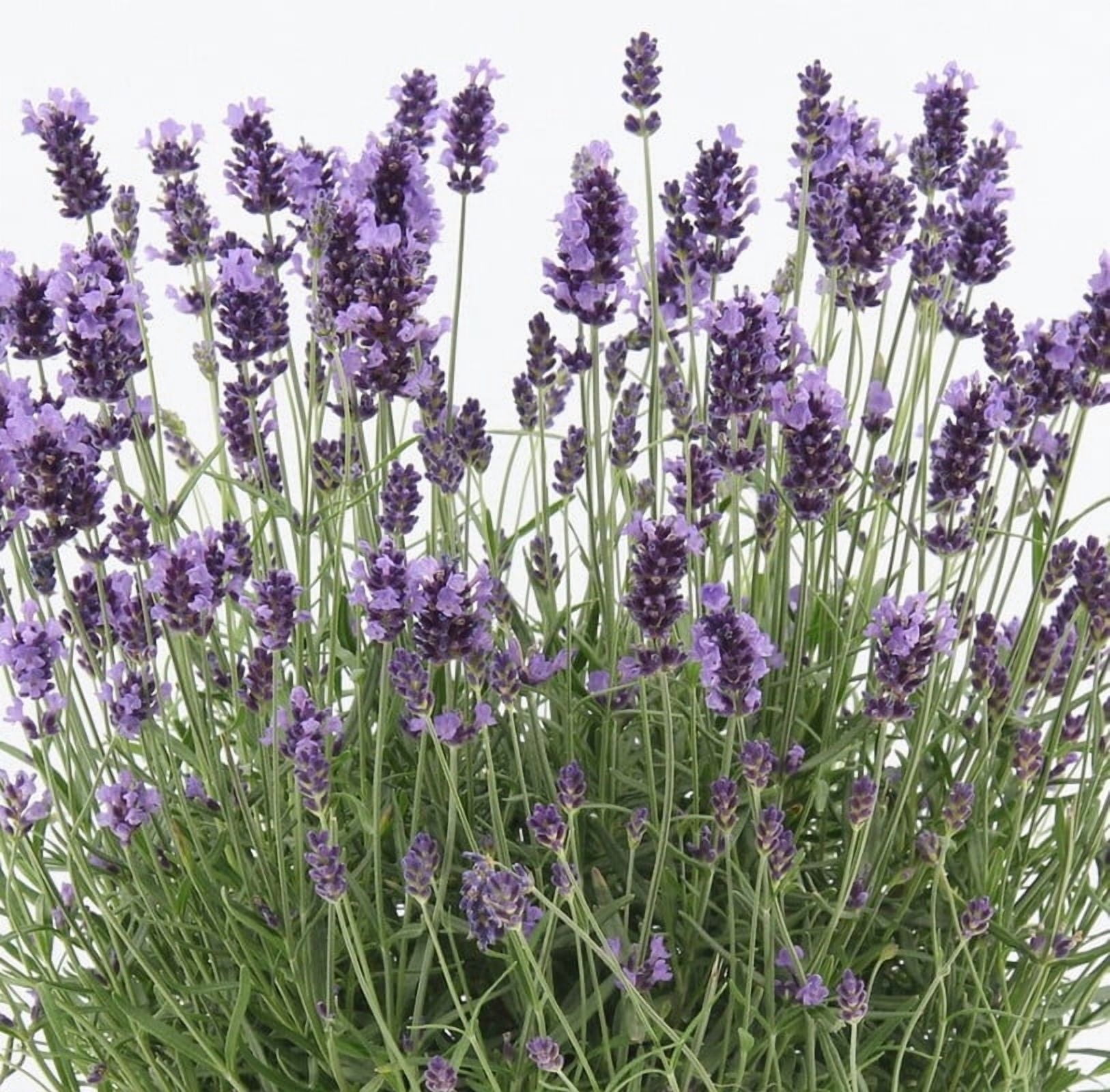 Lavender Phenomenal