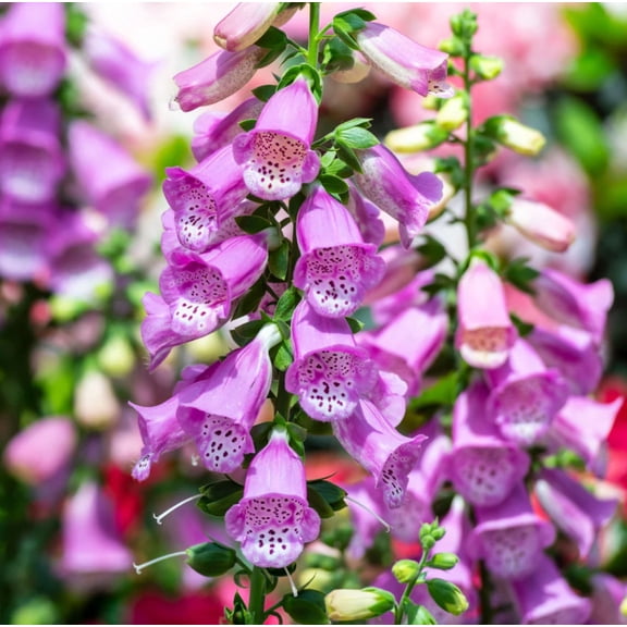 Set 4 Purple Foxglove Plants Live, Hardy Perennial Foxgloves with Colorful Summer Flowers for Outdoor Garden Planting, 2-4 Inch Tall, 3 Inch Pot