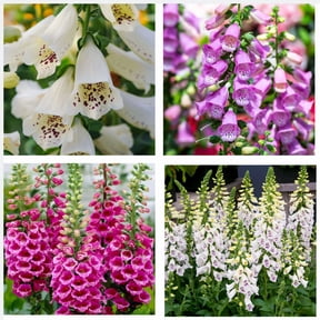 Set 4 Random Foxglove Plants Live for Planting, Hardy Perennial Foxgloves Summer Flowers for Outdoor Garden Planting, 2-4 Inch Tall, 3 Inch Pot