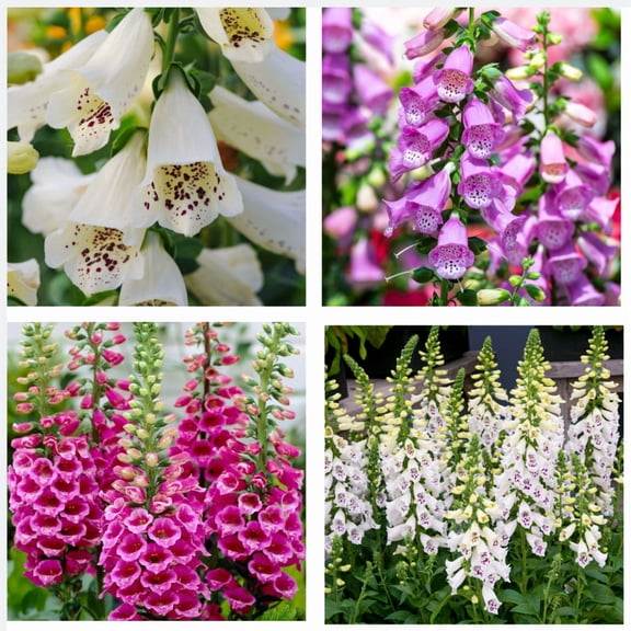 Set 4 Random Foxglove Plants Live for Planting, Hardy Perennial Foxgloves Summer Flowers for Outdoor Garden Planting, 2-4 Inch Tall, 3 Inch Pot