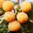 thumbnail image 1 of Set 4 Raspberry Plants Live 5 To 8 Inch Tall, Raspberry Bush Live Plants, Sweet Raspberries Fruit Seedlings (Fall Gold Raspberry), 1 of 6
