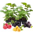thumbnail image 1 of Set 4 Raspberry Plants Live 5 To 8 Inch Tall, Raspberry Bush Live Plants, Sweet Raspberries Fruit Seedlings (Mixed Raspberry), 1 of 6