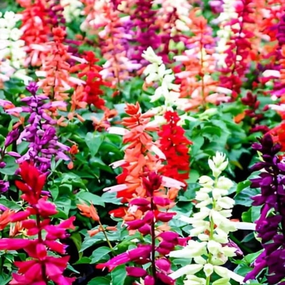 Set 4 Sage Plants Live 4-6" Salvia Plug Size, No Pot, Fragrant Flower Bush for Planting (Random)