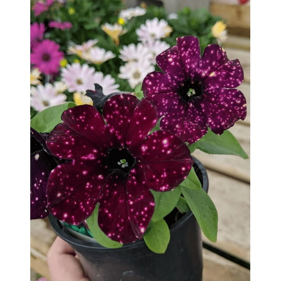 Set 4 Starry Sky Burgundy Petunia Live Plants Petunia Hybrida Starter Bicolor Burgundy Petunias Flowers Plants for Trailing Petunia Flowers, 3-6"Tall, Ship No Pot