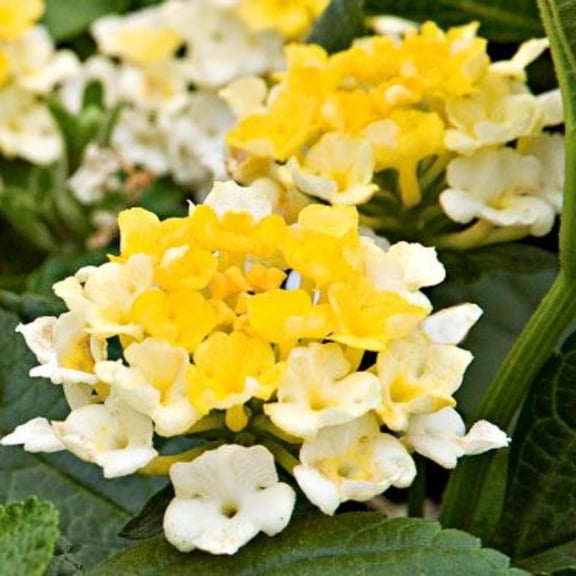 Set 4 Trailing Lantana Plants Live For Planting, Fragrant Lantana Live Plant To Grow Indoor Outdoor, Lantana Flowers Perennial, 4-8" Tall (White Yellow Lantana)
