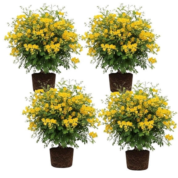 Set 4 Winter Cassia Live Plant 4-7 Inches Tall, Yellow Christmas Winter Cassia Plants, Yellow Winter Bloom Flower for Planting Outdoor, No Pot