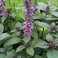 thumbnail image 1 of Set 4 of Afican Blue Basil Plants Live, 4 to 6 Inc Tall, Live Basil Plants, Easy to Grow, 1 of 5
