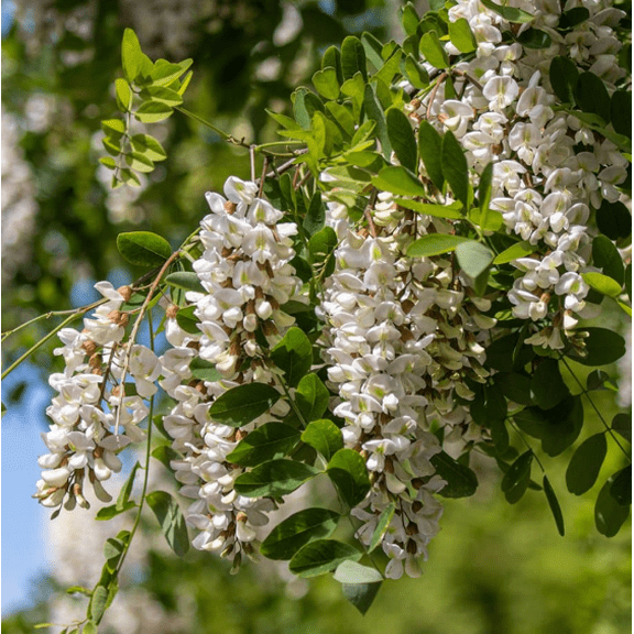Set 5 Black Locust Tree Seedling Bare Roots and No Leaves for Planting 1 to 2 ft Tall, Dormant in Winter - No Ship PR, HI, AK