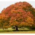 thumbnail image 1 of Set 5 Chinese Elm Tree Seedling Bare Roots and No Leaves for Planting,  1 to 2 ft Tall, Dormant in Winter -m No Ship PR, HI, AK, 1 of 6