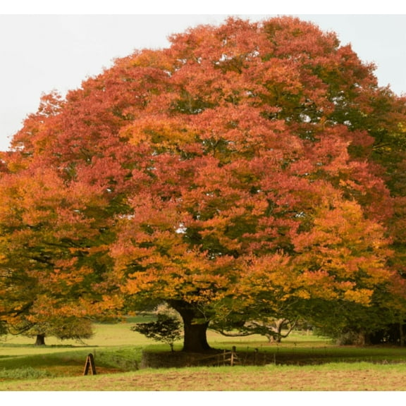 Set 5 Chinese Elm Tree Seedling Bare Roots and No Leaves for Planting, 1 to 2 ft Tall, Dormant in Winter -m No Ship PR, HI, AK