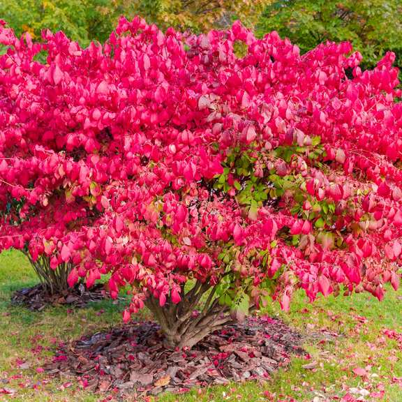 Set 5 Dwarf Burning Bush Bare Roots Live Plant, Euonymus Perennial Shrubs, Dormant Red Burning Tree