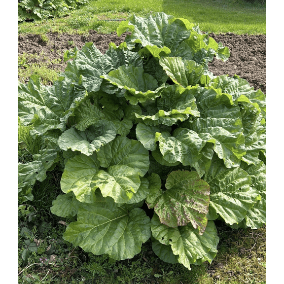 Set 5 Giant Rhubarb Roots Victoria Rhubarb Crowns for Planting, Raspberry Red Rhubarbs Tuber, Comes Back Per Year