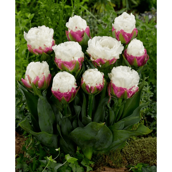 Set 5 Ice Cream Tulips Bulbs for Planting, Double Tulips Flowers Bulbs Hardy Spring Flowering Peony Tulipa Tubers