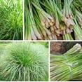thumbnail image 1 of Set 5 Lemongrass Plants 4-7" Tall for Planting, Rooted Starter Plant, Cymbopogon Plant Healthy Herb Lemon Grass Plants, 1 of 5