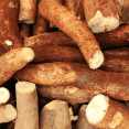 thumbnail image 1 of Set 5 Manihot Esculenta Cuttings, Cassava Yuca Roots, Sweet Cassava Live Cuttings for Outdoor Planting, 1 of 6