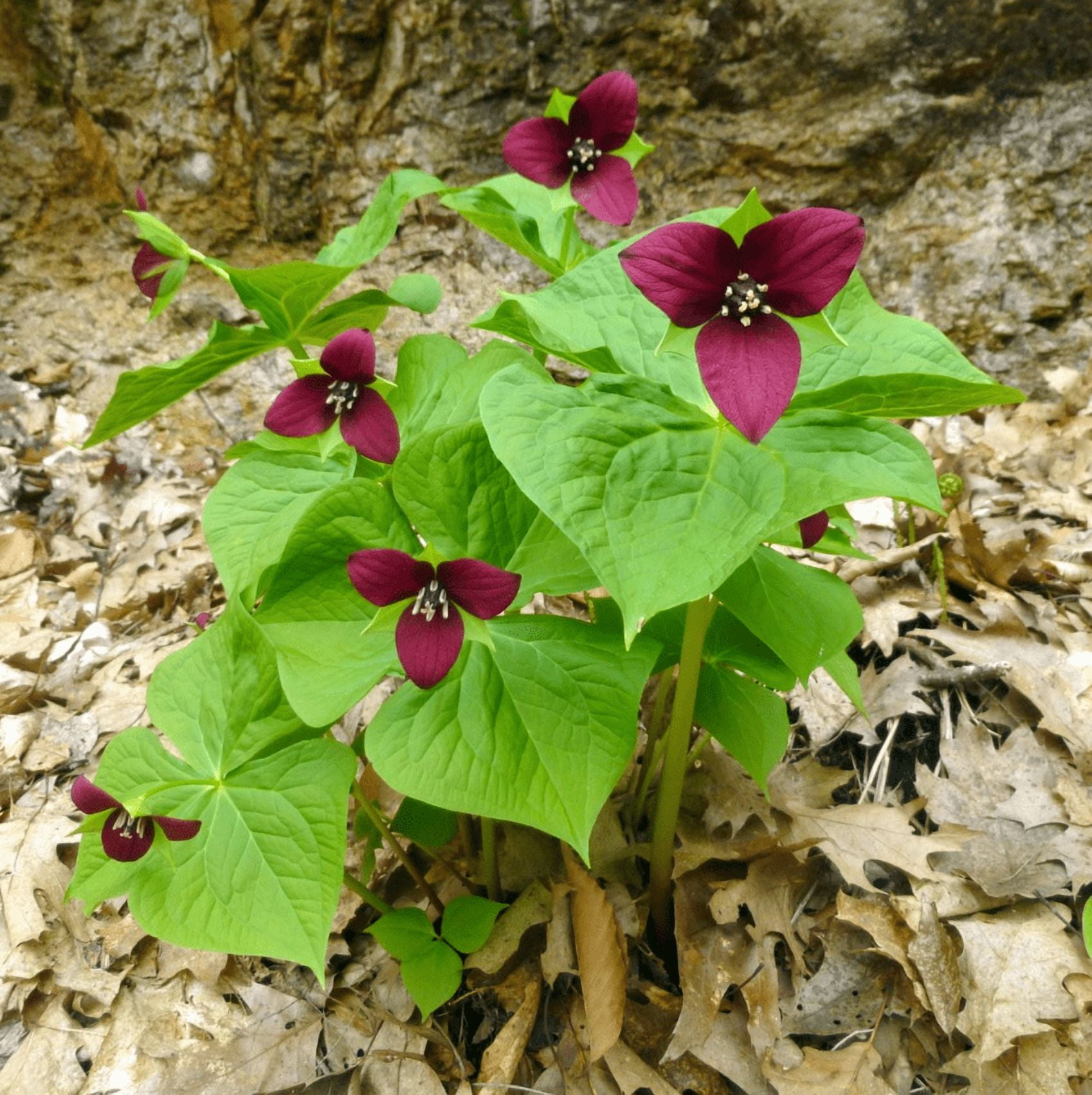 Set 5 Red Trillium Bulbs Trillium Erectum Bare Roots Red Wood Lily ...