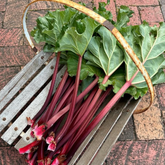 Set 5 Rhubarb Root Plant for Planting, Fresh Rhubarb Plants Live Root, Large Rhubarb Rhizomes, Well-Rooted for Outdoor Planting