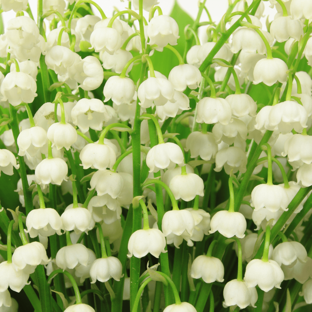 Set 5 Roots of Lily of The Valley, Dormant White Weeping Flowers,  Convallaria Majalis for Planting, image size:1000x1000