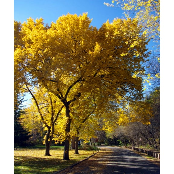 Set 5 Siberian Elm Tree Seedling Bare Roots and No Leaves for Planting, 1 to 2 ft Tall, Dormant in Winter