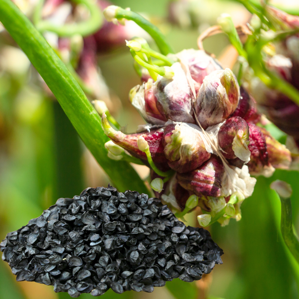 Set 50 Egyptian Walking Onion Seeds for Planting, Vegetable Seed, Fast Growing, Perennial Onion Herb for Edible Garden