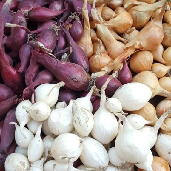 Set 50 Mix Onion Bulbs, Onion Bulb Mix, Suitable for Planting Outdoor Landscape