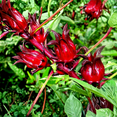 thumbnail image 1 of Set 50 Roselle Seeds, Roselle Hibiscus Seeds, Red Hibiscus for Outdoor Garden, 1 of 5