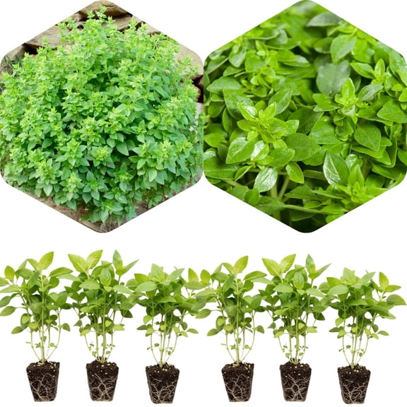Set 6 Live Greek Basil Plants, Culinary Herb, Fragrant Basil Seedlings, 3-5 Inches Tall, Fully Rooted for Growing