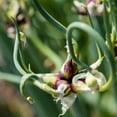 thumbnail image 1 of Set 6 Plants Walking Onion Plant, Onion Plant, Well Rooted for Planting Landscape, 1 of 5