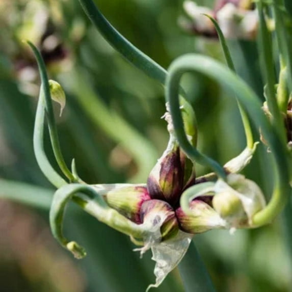 Set 6 Plants Walking Onion Plant, Onion Plant, Well Rooted for Planting Landscape
