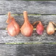 thumbnail image 1 of Set 6 Walking Onion Bulbs, Onion Bulb, Ready to Plant for Planting Garden, 1 of 6