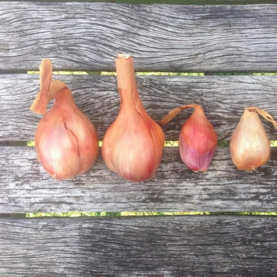 Set 6 Walking Onion Bulbs, Onion Bulb, Ready to Plant for Planting Garden