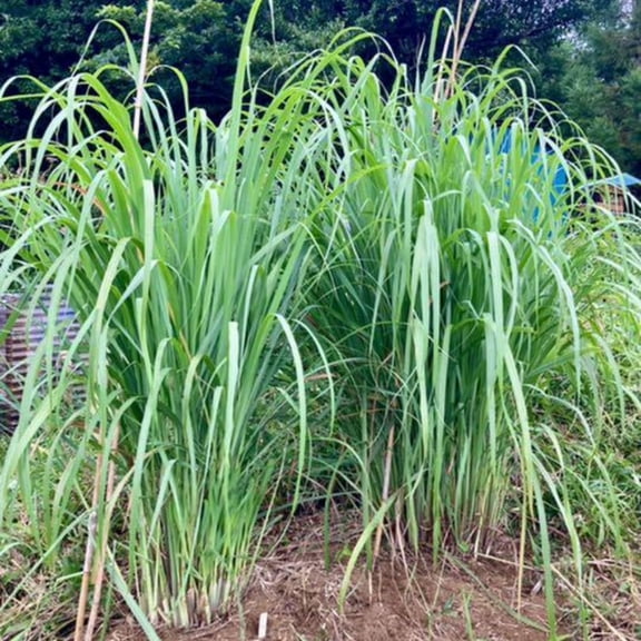 Set 6 of Lemon Grass Live Plant, Lemongrass Plants Stalks, Between 4 and 6 Inc Long