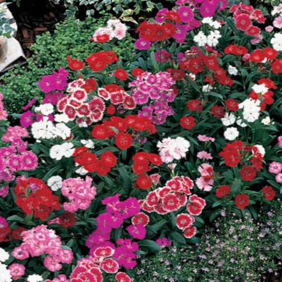Set 8 Perennial Dianthus Mixed Plants Live, Dwarf Dianthus for Planting, No Pot