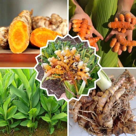 Set 8 Turmeric Root for Planting, Live Turmeric Root for Home Patio and Containers