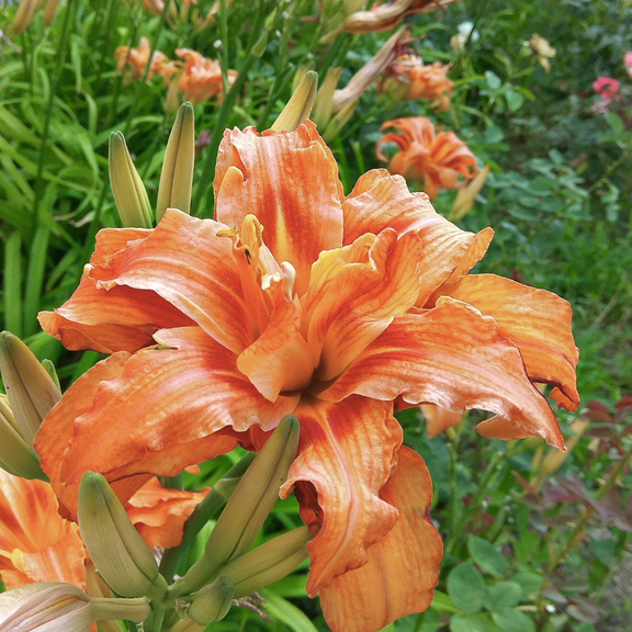 Set Double Orange Bloom Daylily 10 Roots, Hardy Perennial Flowers for Zones 3-9