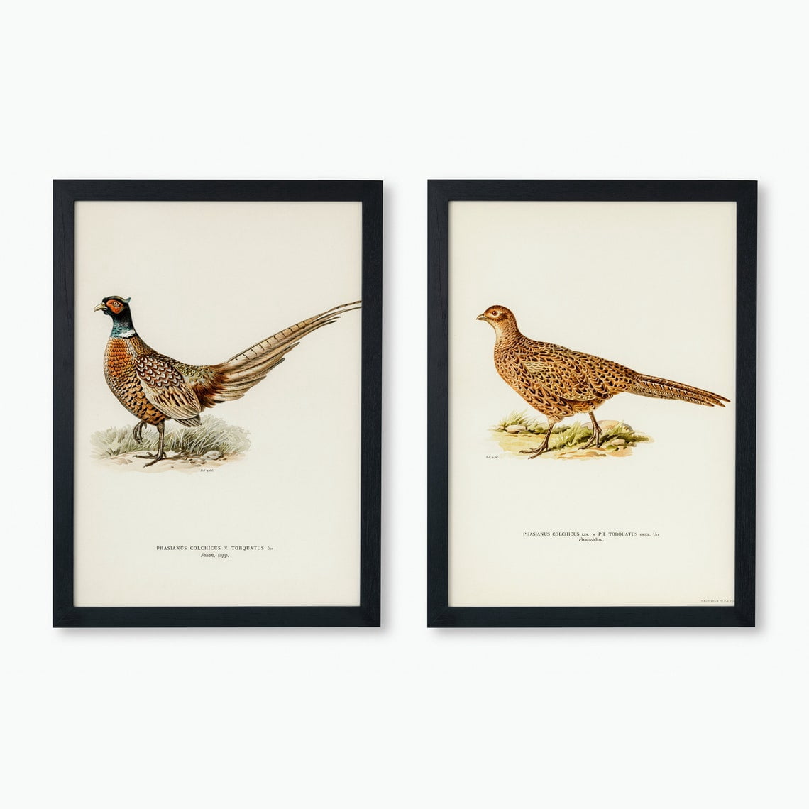 Bird Ringing Drawing Set Of 2 Ring Necked Pheasant Bird Collection Wall Art Prints, 2X ...