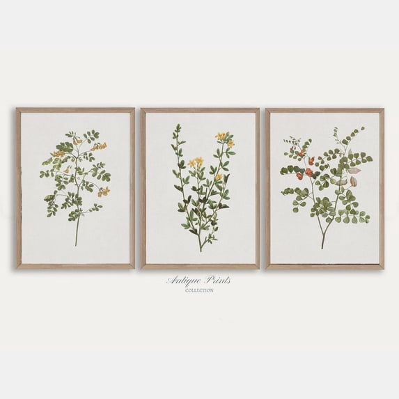 Set Of 3 Neutral Branch Drawing Wall Art Prints, Vintage Botanical ...