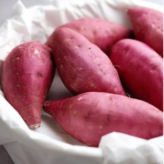 Set of 10 Pink Korean Sweet Potato Slips - 3-6" Tall - Ipomoea batatas - Rosy Pink Flesh Sweet Potato for Gardens, Containers