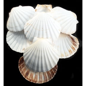 Set of 10 White Baking Scallop (3.5"-4") Restaurant Quality Real Seashells Beach Wedding Coastal Crafts and Decor