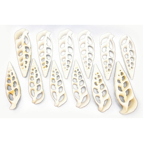 Set of 100 Center Cut White Cerithium Shells Shells Seashells 1 1/2" - 2" Shellcraft Beach Crafts Nautical Decor Center Slices