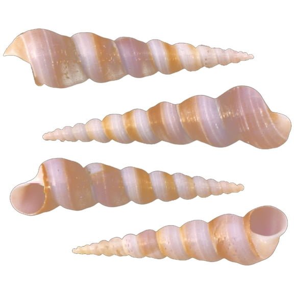 Set of 100 Purple Turritella Turretella (Screw Shells) 2-3" Beach Crafts Nautical Home Coastal Cottage Decor