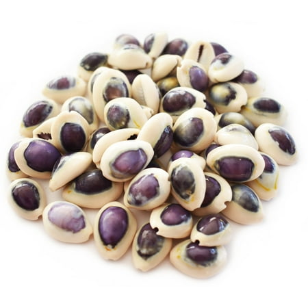 Set of 100 Select Purple Top Money Cowrie Shells Seashells 1/2-1" Shellcraft Cypraea Moneta Crafts - Not Drilled
